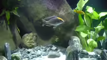 Aquarium Malawi TV (nur noch als Beispiel)