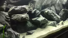 Aquarium Malawi Wohnzimmer (aufgelöst)
