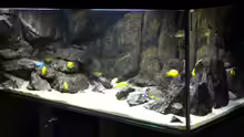 Aquarium Malawi Wohnzimmer (aufgelöst)