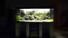 Aquarium Malawi Wohnzimmer (aufgelöst)