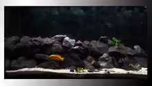 Aquarium Malawi