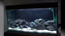 Aquarium Malawi