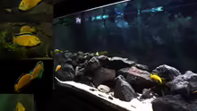 Aquarium Malawi