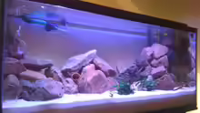Aquarium Malawi