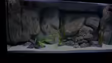 Aquarium Mario´s Malawi Welt