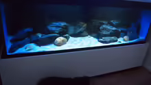 Aquarium Mbuna meets Basalt