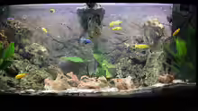 Aquarium Mbuna Paradies (Malawi)