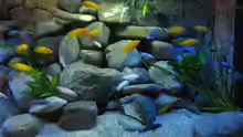 Aquarium Mbuna Power