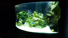 Aquarium Mbuna350 Trigon