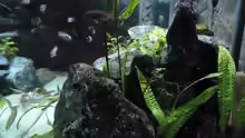 Aquarium Mbunas Felsen