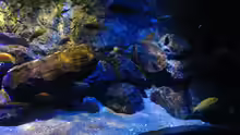 Aquarium Mbunas World