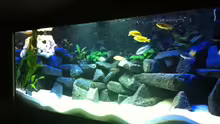 Aquarium Meckel´s Malawi Tank
