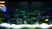 Aquarium Meckel´s Malawi Tank