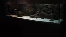 Aquarium Mein altes Malawi