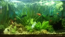 Aquarium Mein Anfang