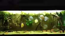 Aquarium Mein DISKUSTRAUM (aufgelöst)