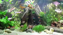 Aquarium mein eingebautes (AUFGELÖST)
