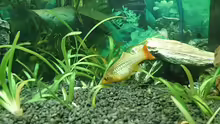 Aquarium Mein erstes Becken