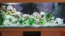Aquarium Metalhead`s Malawi Pfütze