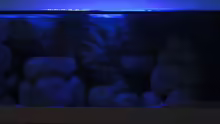 Aquarium mit Mondlicht 1