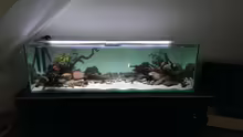 Aquarium Mittelamerika / Aquascape
