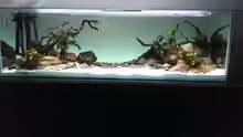Aquarium Mittelamerika / Aquascape