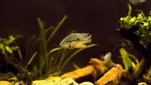 Aquarium Mittelamerikanische Buntbarsche