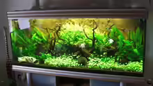 Aquarium nach 3 Monaten