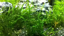 Aquarium Nano Becken