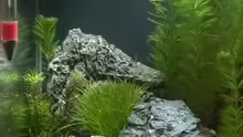 Aquarium Nano Becken