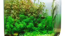 Aquarium Nano World Colour