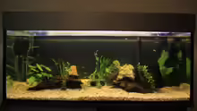 Aquarium Natural Home
