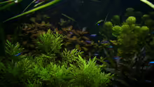 Aquarium Naturaquarium