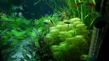Aquarium Naturaquarium