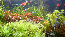 Aquarium Naturaquarium
