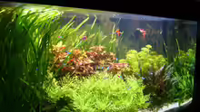 Aquarium Naturaquarium