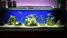 Aquarium nonmbuna becken