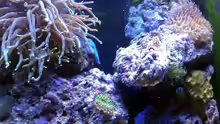Aquarium Ocean Life