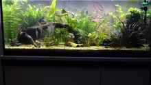 Aquarium Peruaner ( nur noch als Beispiel )