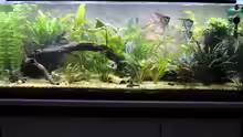 Aquarium Peruaner ( nur noch als Beispiel )