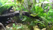 Aquarium Peruaner ( nur noch als Beispiel )