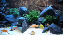 Aquarium Peter´s bunte Kiste