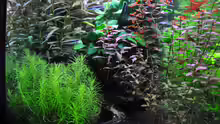 Aquarium Planted world