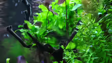 Aquarium Planted world