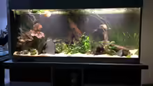 Aquarium Rubens' Westafrika