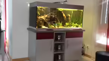 Aquarium Rubens' Westafrika