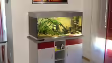 Aquarium Rubens' Westafrika
