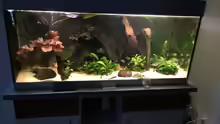 Aquarium Rubens' Westafrika