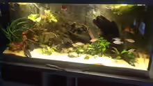 Aquarium Rubens' Westafrika