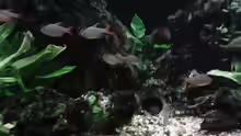 Aquarium Südamerika 2
